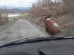 fagiano alquanto domestico che si fa dare un passaggio in auto a Boschetto 2013 